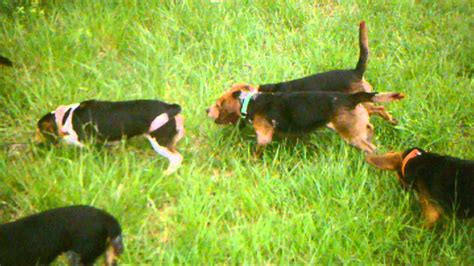 Six Akc Beagles Rabbit Hunting Youtube