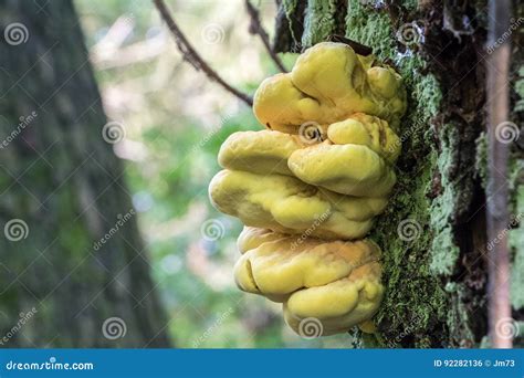 Mushroom Laetiporus Sulphureus Commonly Known As Chicken Of Wood Stock