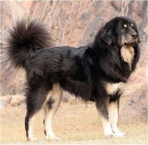 8 Breeds Of Himalayan Mountain Dogs Sheepdogs Mastiffs And More