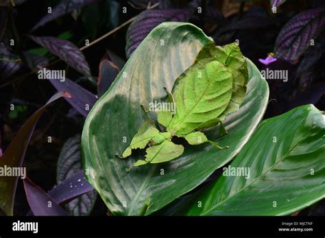 Giant Malaysian Leaf Insect Hi Res Stock Photography And Images Alamy