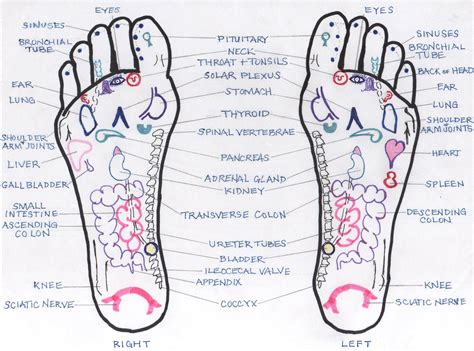 Foot Reflexology Chart Miss Pattys Herbal Pain Remedy