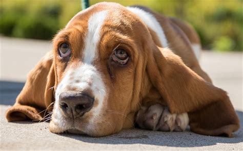 Download Wallpapers Basset Hounds 4k Muzzle Cute