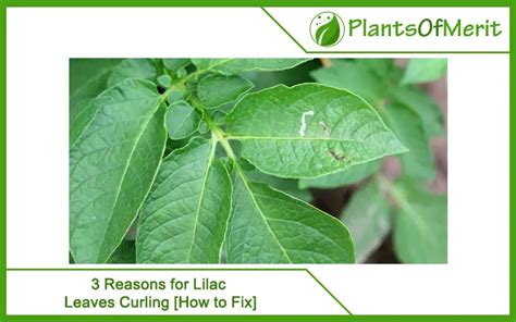 3 Reasons For Lilac Leaves Curling How To Fix Plants Of Merit