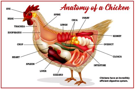 a guide to digestive health in chickens from beak to tail hobby farms