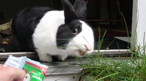 Rabbit Goes Outside For The First Time Youtube