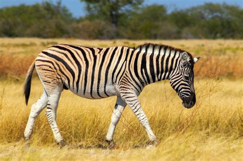 Wild African Animals African Mountain Zebra Standing In Grassland