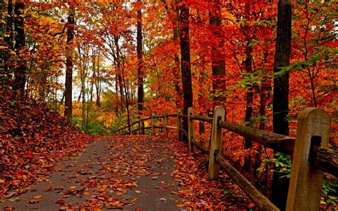 Free Download Beautiful Autumn Wallpapers Sf Wallpaper 1920x1080 For