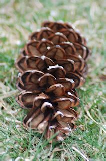Wwe Wrestlers Profile Maine State Flower White Pine Cone And Tassel