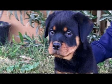 ‫جراوي روت وايلر للبيع حراج | حراج الكلاب 2020‬‎ - YouTube