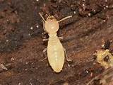 Formosan Termite Range Photos