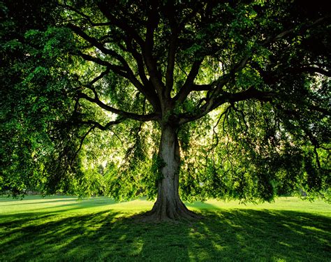 American Elm 100 Most Common North American Trees