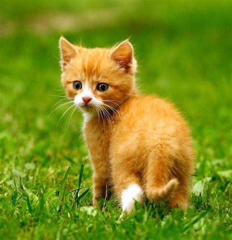 55 Best Its An Orange Tabby Cat World Images On Pinterest Kitty
