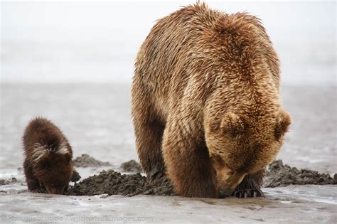 Brown Bear Sow With Cub Photos By Ron Niebrugge