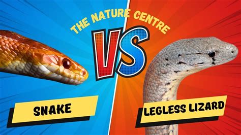 Legless Lizard Vs Snake Youtube