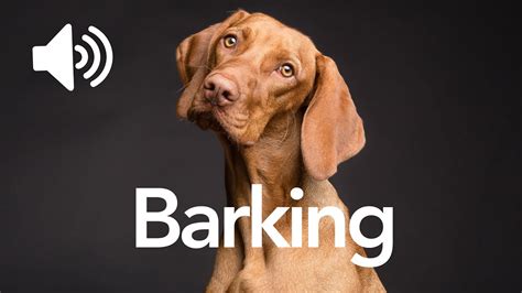 Dog Barking Sound Effect Copyright Free Youtube