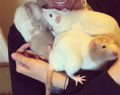 Rat Cuddles Aww Cute Rat Cuterats Ratsofpinterest Cuddle Fluffy