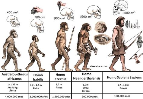 Hominizaci N Hom Nidos Hominidos Evolucion Del Hombre La