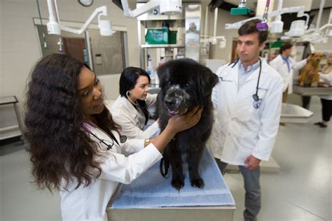 LMU-CVM Announces Master of Veterinary Clinical Care Degree