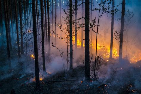 Forest Fire Wallpaper 55 Pictures