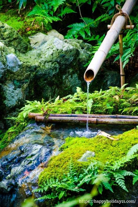 Gigantochloa atroviolacea / java black bamboo. Fascinating Bamboo Fountain Ideas 16 | Bamboo fountain ...