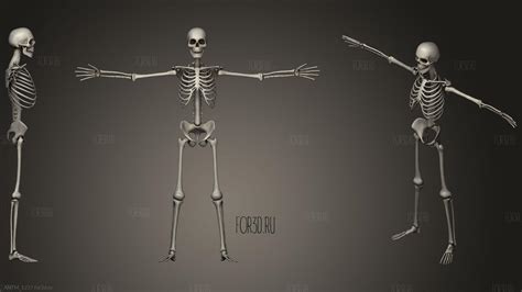 Lowpoly Human Skeleton Rigged 3d Stl Model For Cnc