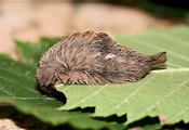 Toxic “Toupee”: Explaining the Most Venomous Caterpillar in the U.S ...