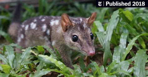 Australias Endangered Quolls Get Genetic Boost From Scientists The