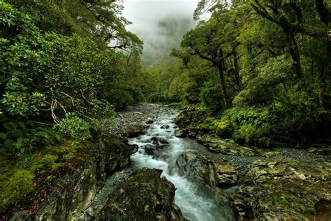 Temperate Rain Forests Of New Zealand From Reddits Ueatakat Amazing