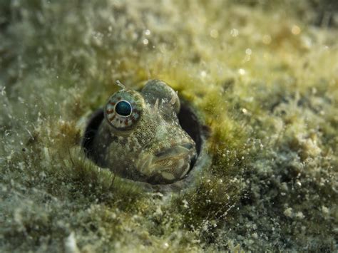 Bewitching Blennies Pixies Of The Seas Roundglass Sustain