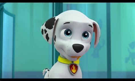 Image Marshall Pups Chill Out Blue Eyespng Paw Patrol Wiki