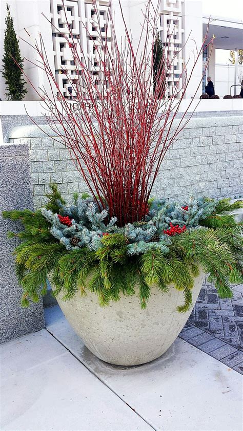 Our patio pots and baskets for winter and spring have to work extra hard as there are fewer flowers in the garden as a whole. Winter Pot | Winter porch, Plants, Pot