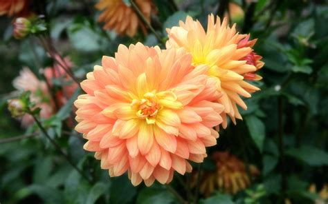 Wallpaper Flowers Petals Flower Dahlia Flora Petal Buds Botany