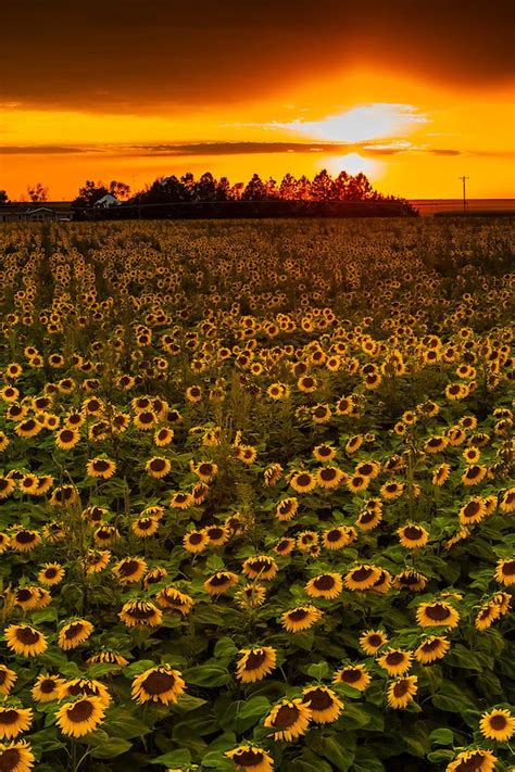Sunflower Fields Near Goodland Western Kansas Usa Sunflower Fields