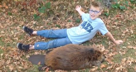 Youngster Excited About 55 Pound Beaver Video Montana Hunting And