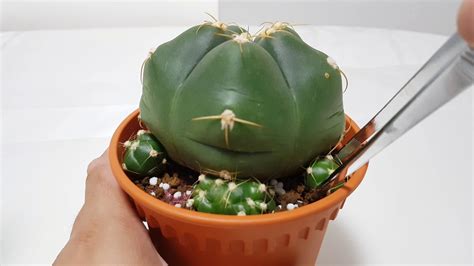 Gymnocalycium Horstii Cactus Propagating Pups Youtube