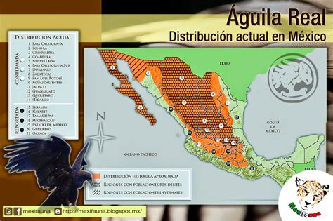 Mexifauna Águila Real Aquila Chrysaetos