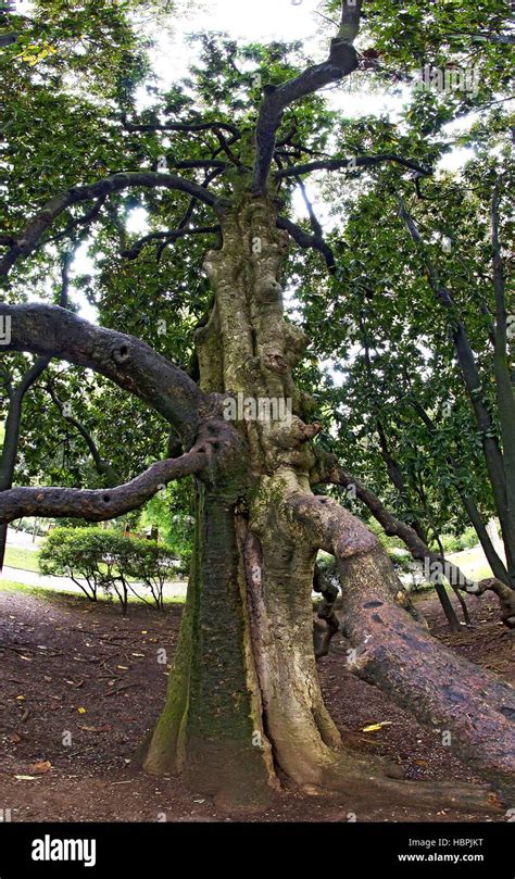 Old Gnarled Tree Hi Res Stock Photography And Images Alamy
