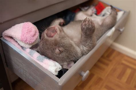 Kenny The Rescued Wombat Picks The Perfect Place To Nap Funny Animals