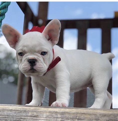 Our english bulldog puppies start @ $4000.00. Mini French Bulldog for Sale - Top Breeders & Best Prices