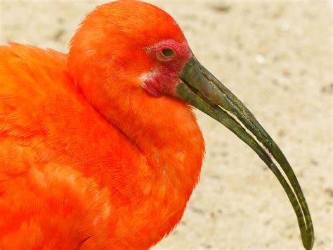 Free Images Wing Orange Color Colorful Fauna Close Up Flamingo
