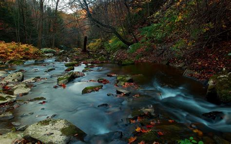 river, Nature, Forest, Leaves, Fall, Water, Rock, Stones Wallpapers HD / Desktop and Mobile ...