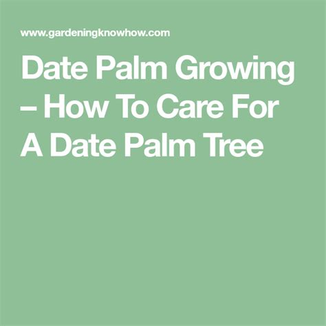 Date Palm Growing How To Care For A Date Palm Tree
