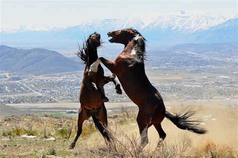 Wild Horses Fighting Wild Mustangs Fighting Wild Stallions Etsy
