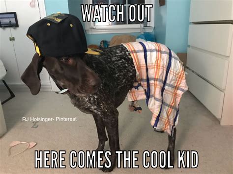 Gsp Meme Dixiememes German Shorthaired Pointer Funny Dogs Animal Photo