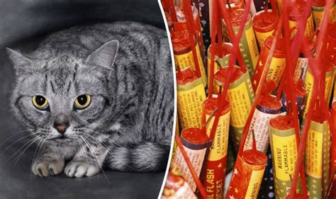 Pure Evil Sick Thugs Attach Fireworks To Cats Body And Set It Alight