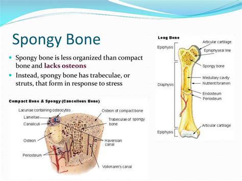 What Is The Difference Between Compact And Spongy Bone