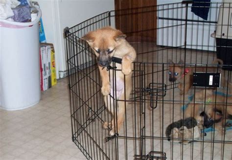 Dogs That Are Trying To Escape 12 Funny Pics Funnyfoto Page 10