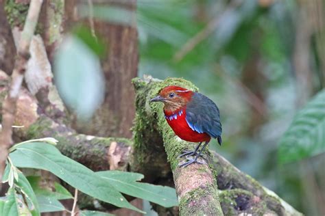 Sarawak And Kalimantan Birding Tours Birdwatching Birdquest