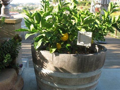 We did not find results for: Dwarf citrus varieties in wine barrels - Meyer lemons ...