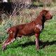 Browse thru our id verified puppy for sale listings to find your perfect puppy in your area. Bracco Italiano Pictures